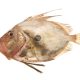 John Dory file (Dulgher de mare)